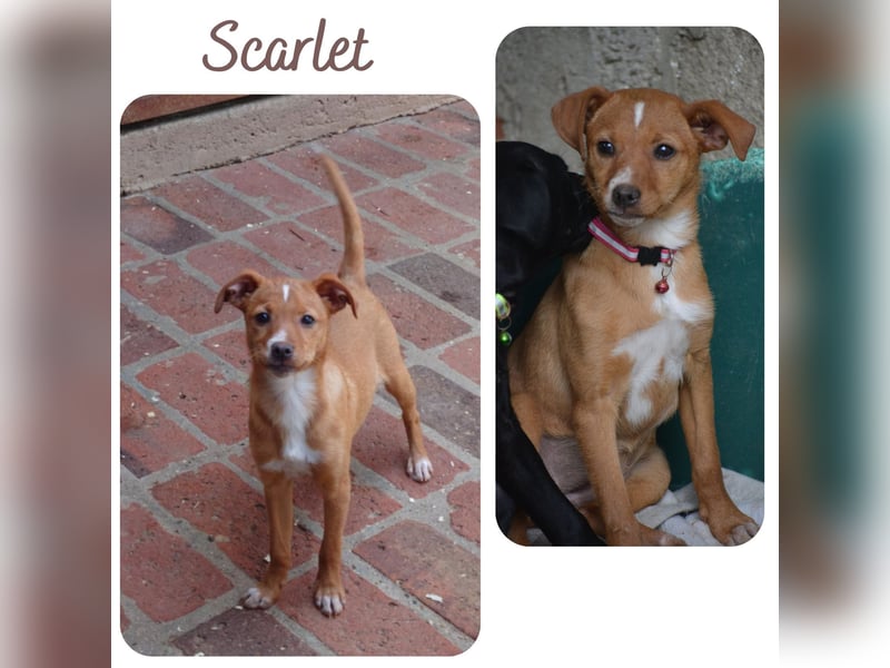 Scarlet