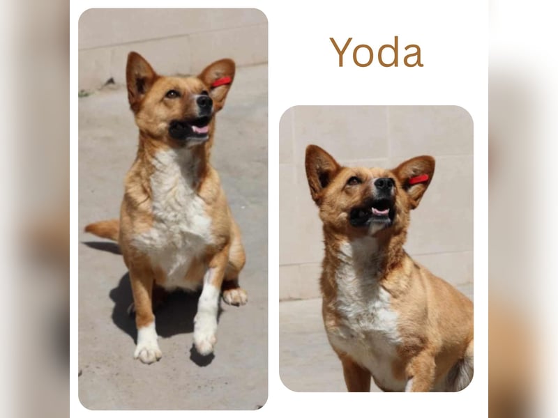 Yoda