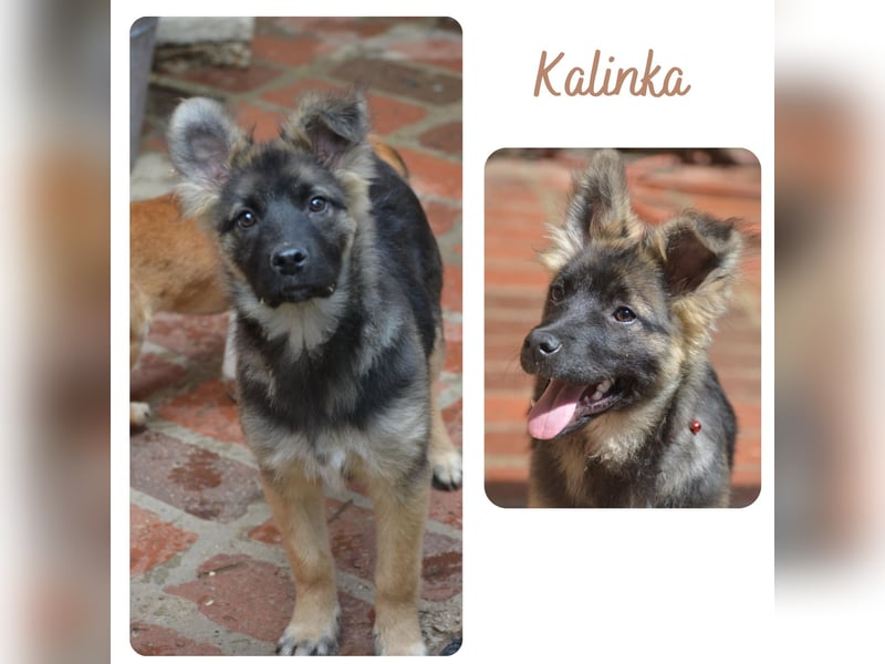 Kalinka