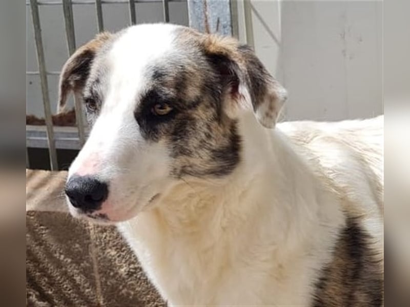 Ginger - Hundemama sucht Zuhause
