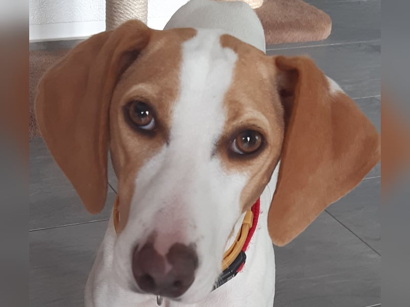 Liebenswerter Wildfang sucht Erziehungsberechtigte….