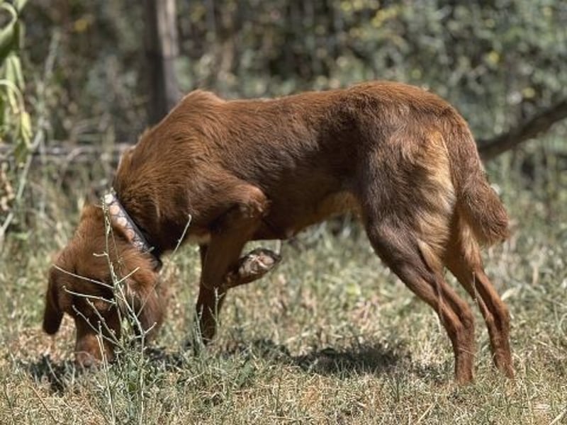 Zaubermaus Rica wartet in 35083 Wetter