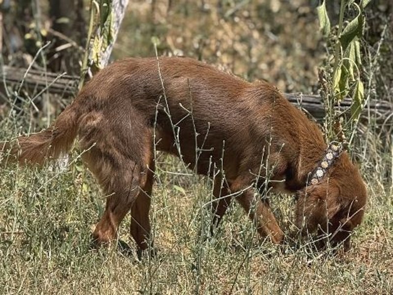 Zaubermaus Rica wartet in 35083 Wetter