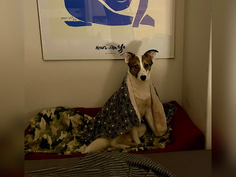 Hanni