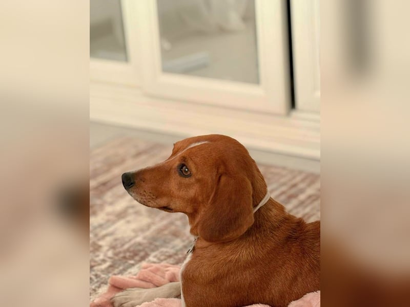 Daisy - kleine verchmuste Hündin sucht ein Zuhause auf Lebenszeit