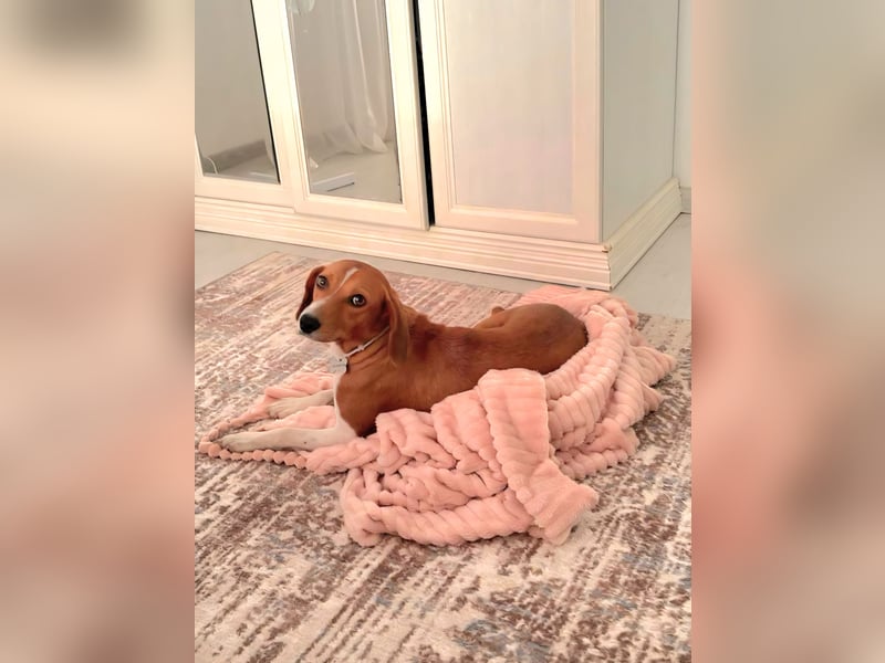 Daisy - kleine verchmuste Hündin sucht ein Zuhause auf Lebenszeit