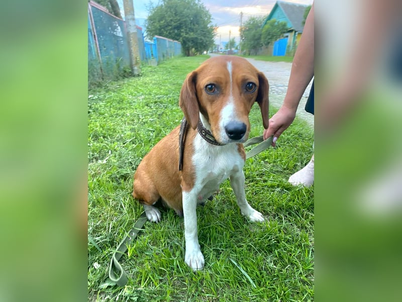 Daisy - kleine verchmuste Hündin sucht ein Zuhause auf Lebenszeit