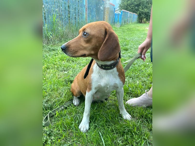 Daisy - kleine verchmuste Hündin sucht ein Zuhause auf Lebenszeit