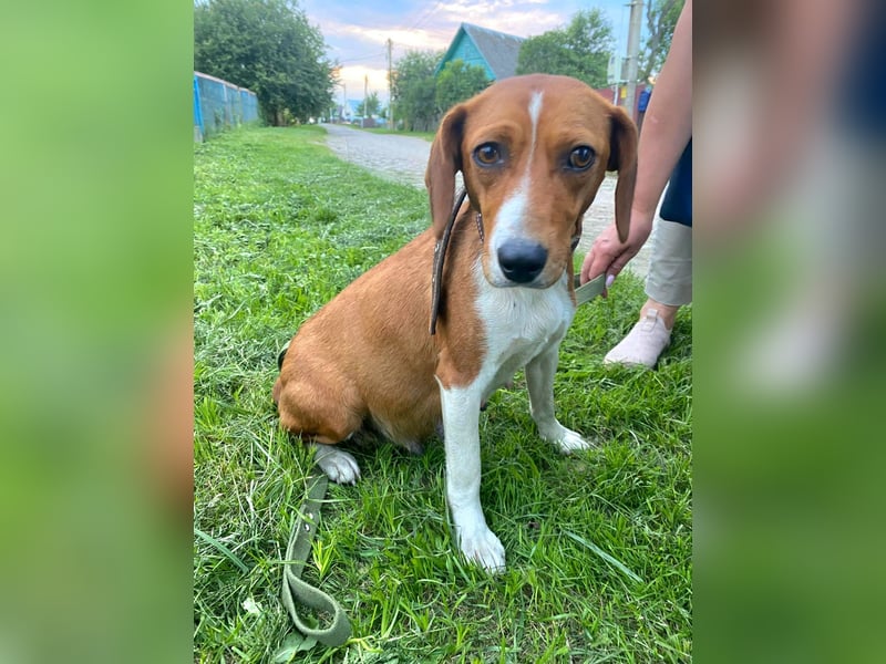 Daisy - kleine verchmuste Hündin sucht ein Zuhause auf Lebenszeit