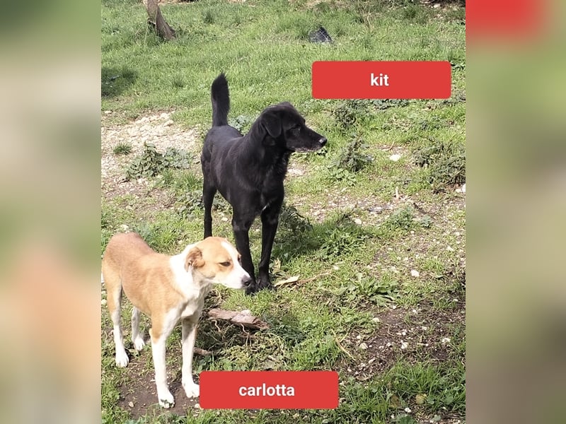 Carlotta
