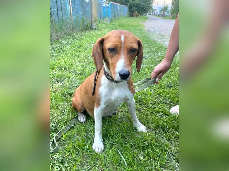 Daisy - kleine verchmuste Hündin sucht ein Zuhause auf Lebenszeit