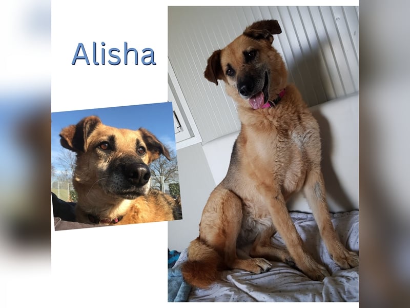 ALISHA