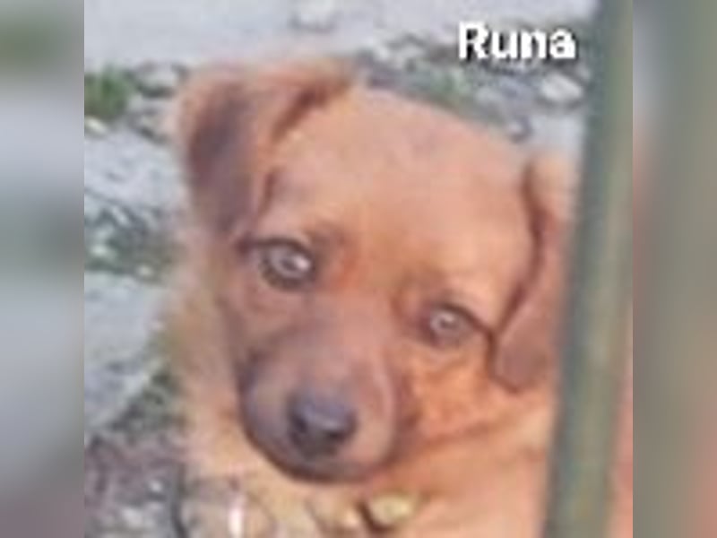 Einzigartige Augen - aber kein Zuhause noch in Kroatien
