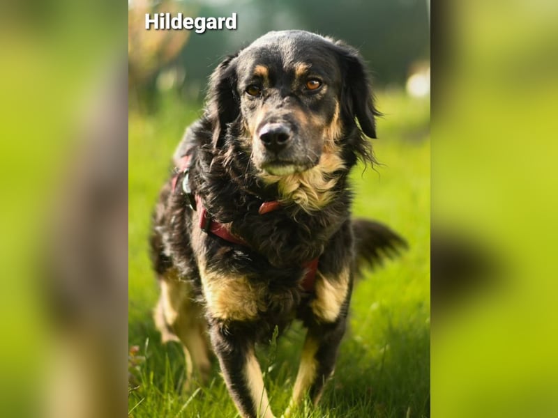 Hildegard - hübsch und lieb
