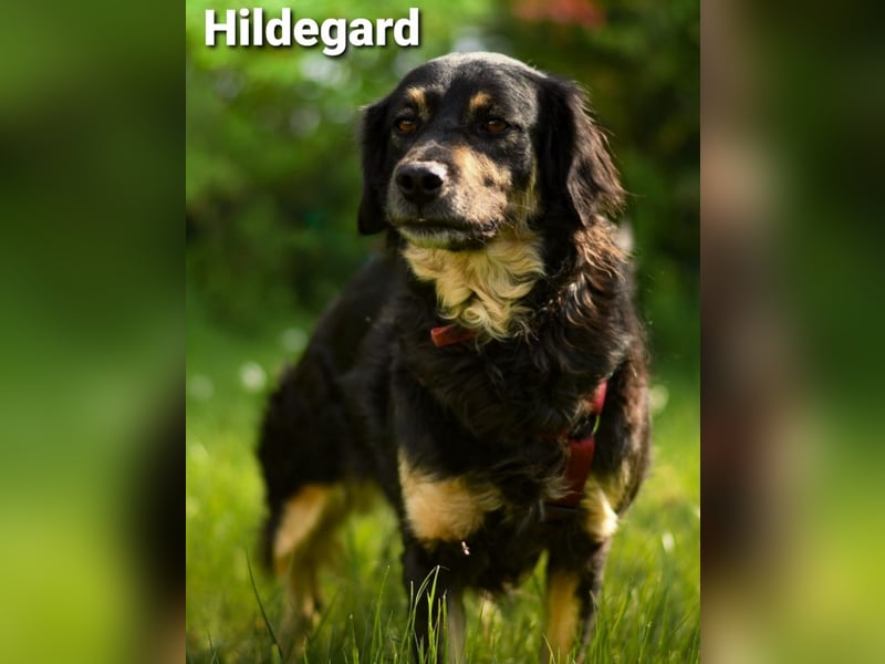 Hildegard - hübsch und lieb