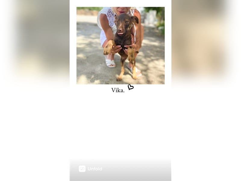 Welpe Vika