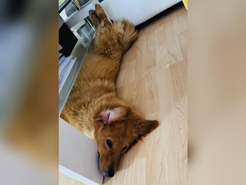 Buffy braucht ein fröhliches Zuhause