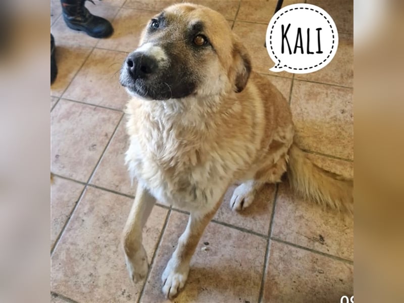 Wundervolle Kali