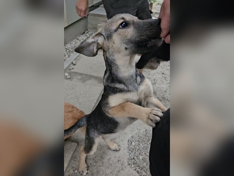 Nana ein zauberhaftes Welpenmädchen
