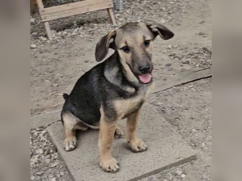 Nana ein zauberhaftes Welpenmädchen