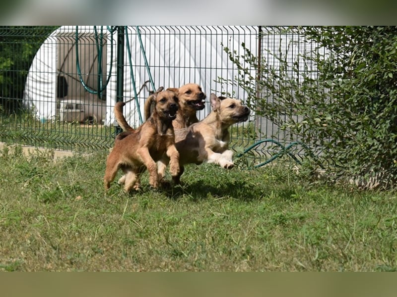 Zsuzsa sucht ihre Familie