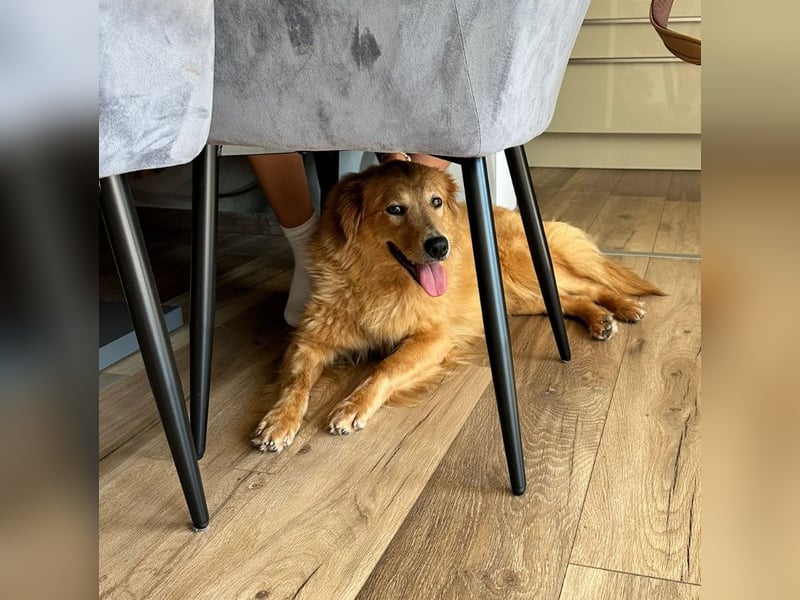 Buffy braucht ein fröhliches Zuhause