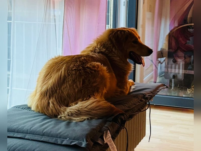 Buffy braucht ein fröhliches Zuhause