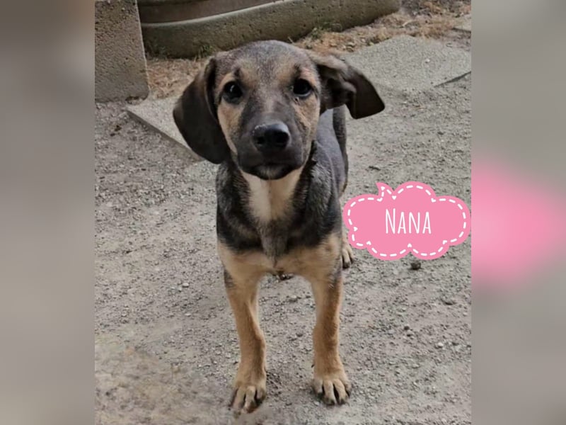 Nana ein zauberhaftes Welpenmädchen