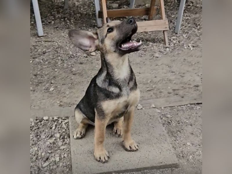 Nana ein zauberhaftes Welpenmädchen