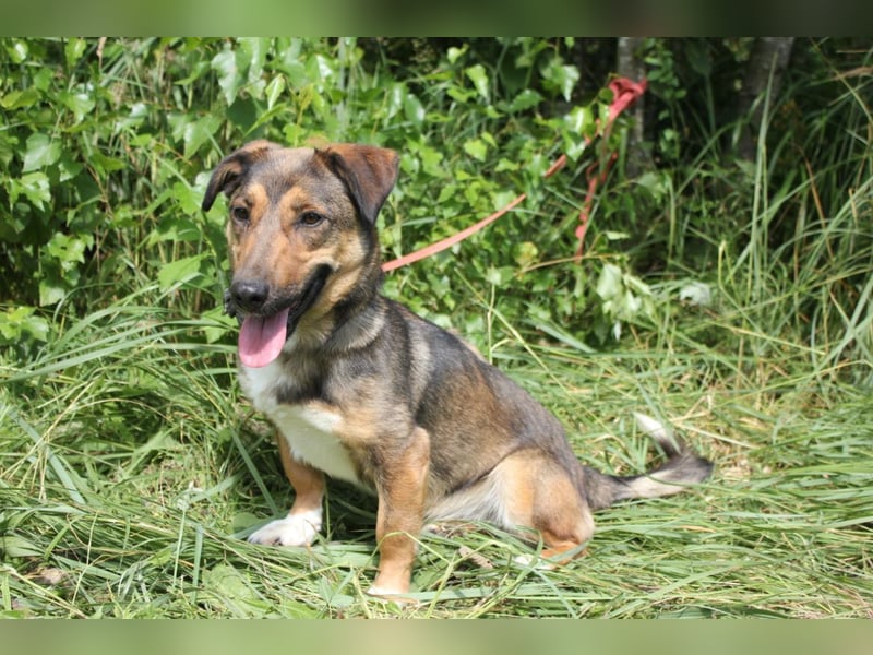 Zauberhafte kleine Henriette wünscht sich ein Zuhause