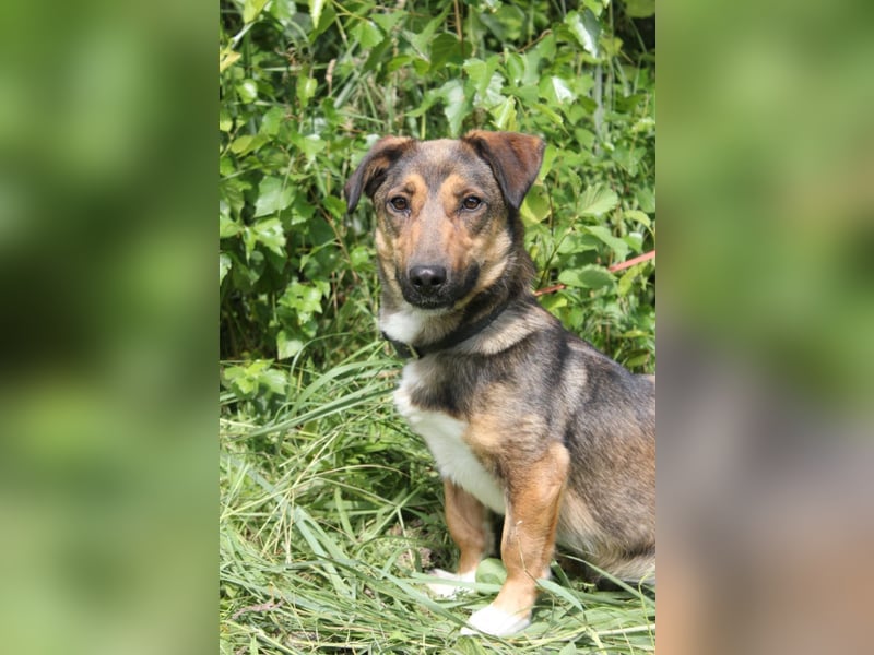 Zauberhafte kleine Henriette wünscht sich ein Zuhause
