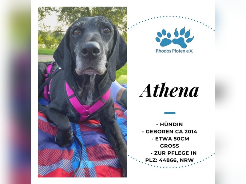 Athena sucht ihr Zuhause