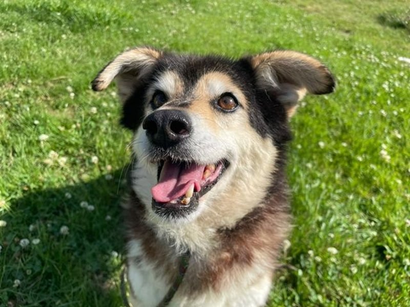 Clara, Mischling, geb. 2015, fitte Seniorin sucht 1. Zuhause