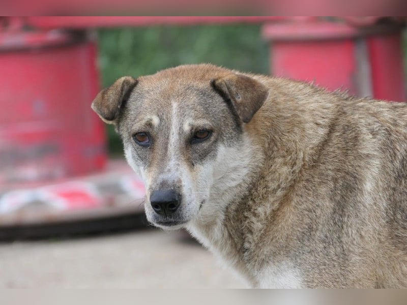neugierige NIKA sucht sicheres Umfeld