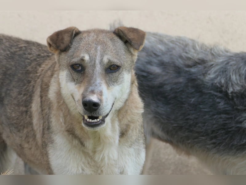 neugierige NIKA sucht sicheres Umfeld