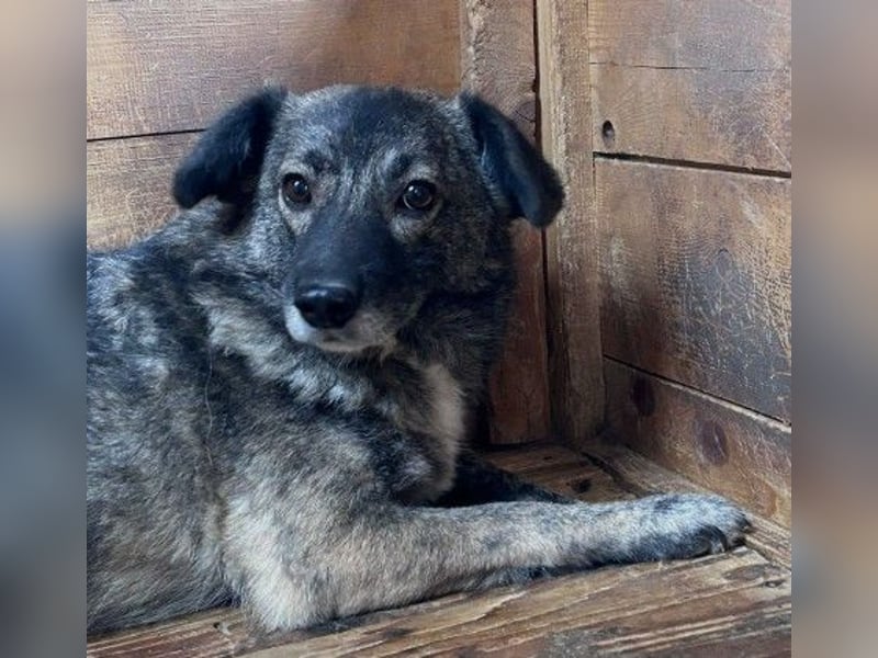 Schüchterne Bonnie sucht liebevolles Zuhause