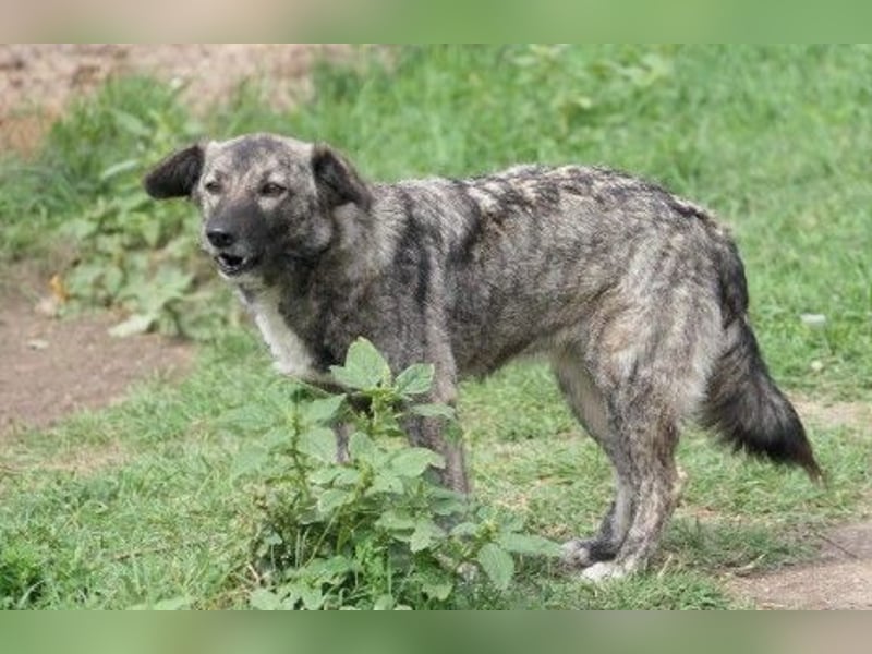 Schüchterne Bonnie sucht erfahrenes Zuhause