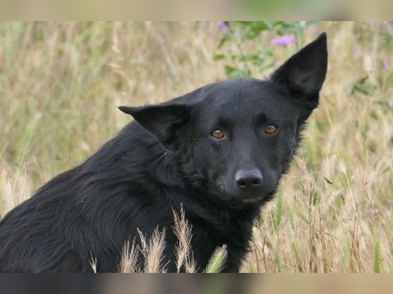 Unsere schöne Uwine sucht dringend ein erfahrenes Zuhause