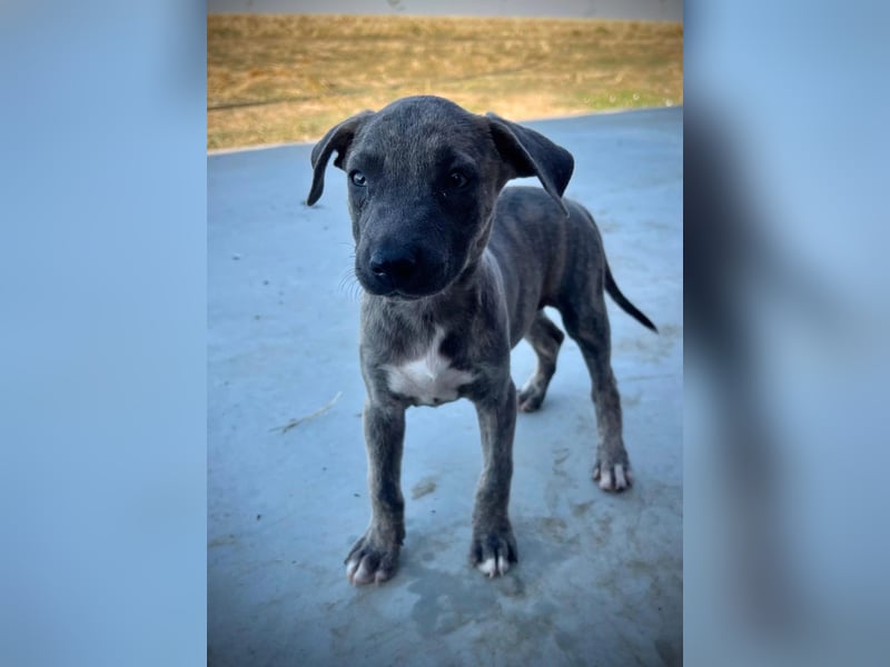 FREYA - fröhliches Welpenmädchen voller Lebensfreude