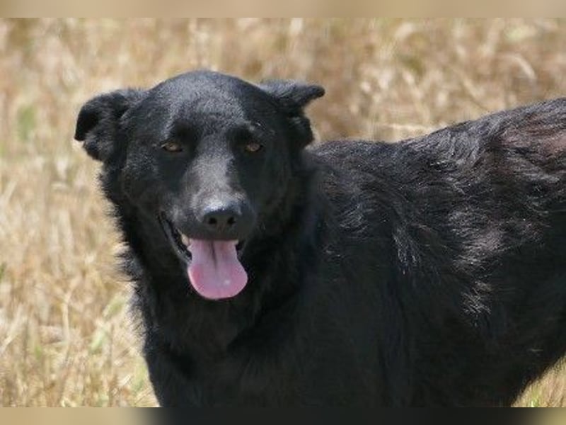 Unsere schöne Uwine sucht dringend ein erfahrenes Zuhause