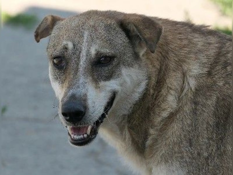 neugierige NIKA sucht sicheres Umfeld