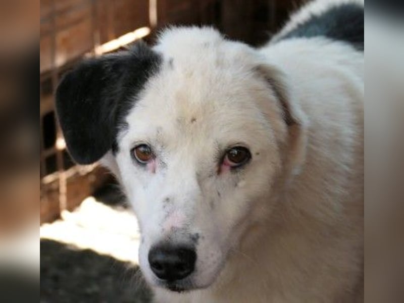 Unsere ruhige Seniorin Carla sucht dringend ein Zuhause
