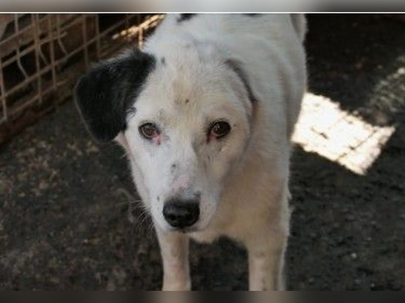 Unsere ruhige Seniorin Carla sucht dringend ein Zuhause
