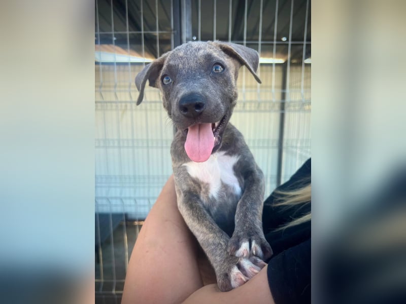 FREYA - fröhliches Welpenmädchen voller Lebensfreude