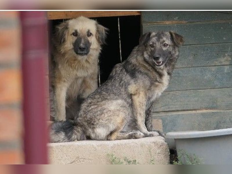 Schüchterne Bonnie sucht erfahrenes Zuhause
