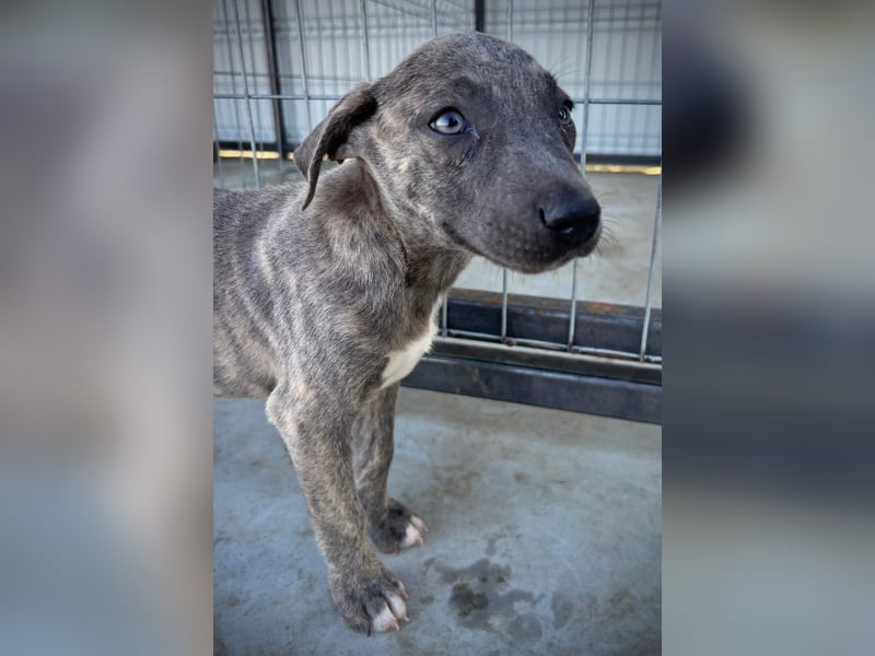 FREYA - fröhliches Welpenmädchen voller Lebensfreude