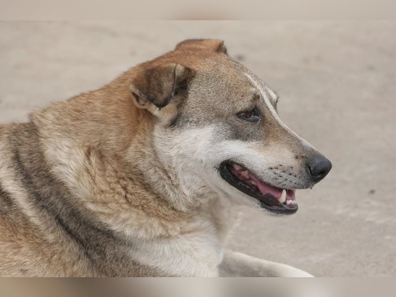 neugierige NIKA sucht sicheres Umfeld