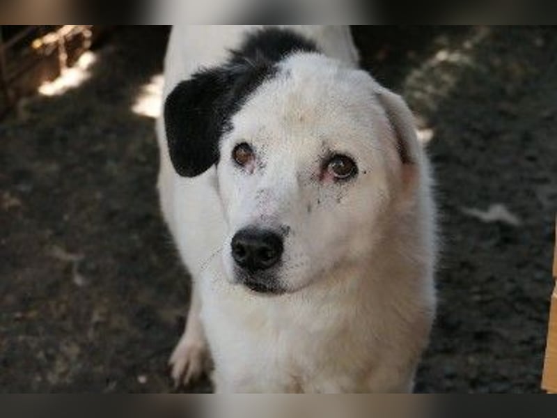 Unsere ruhige Seniorin Carla sucht dringend ein Zuhause
