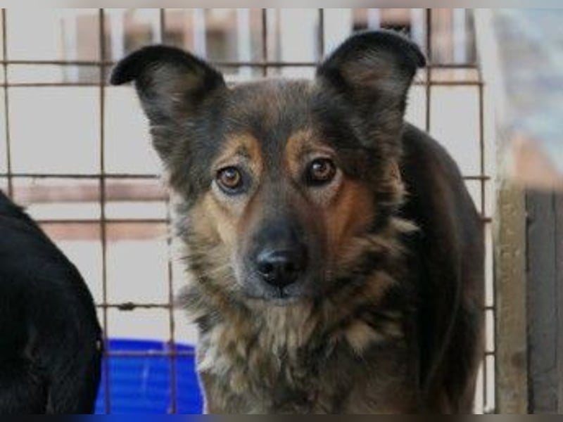 Unsere Sascha sucht einfühlsame Menschen