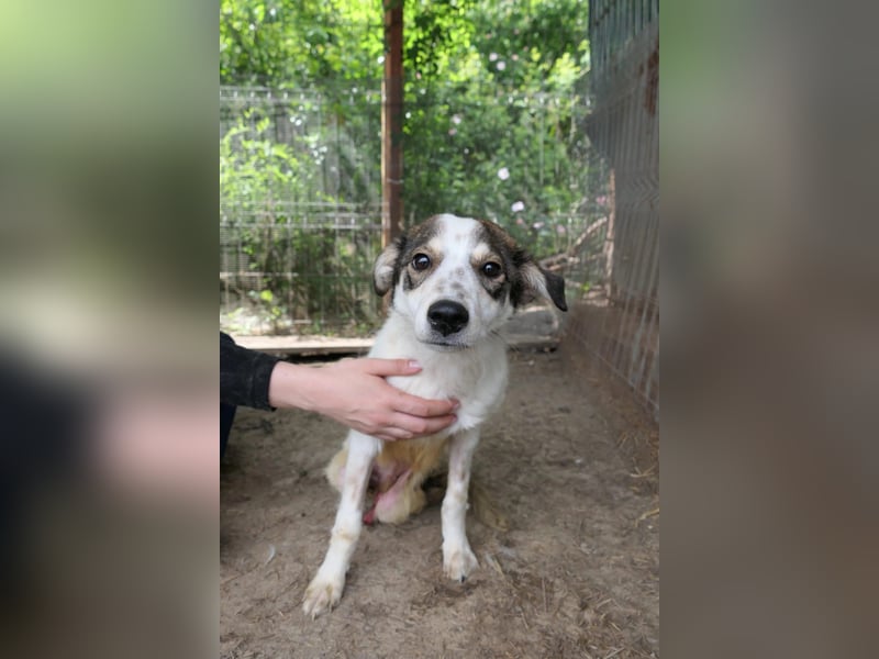 Joschi sucht seine Menschen
